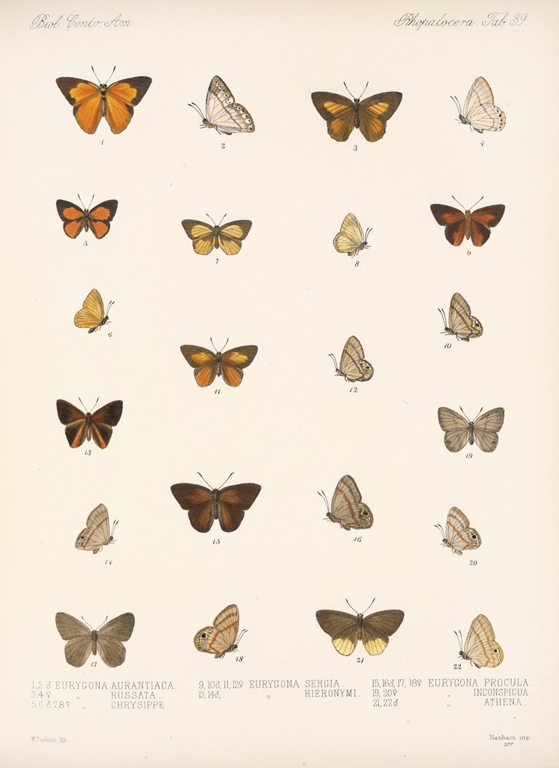 Frederick DuCane Godman - Insecta Lepidoptera-Rhopalocera Pl 040