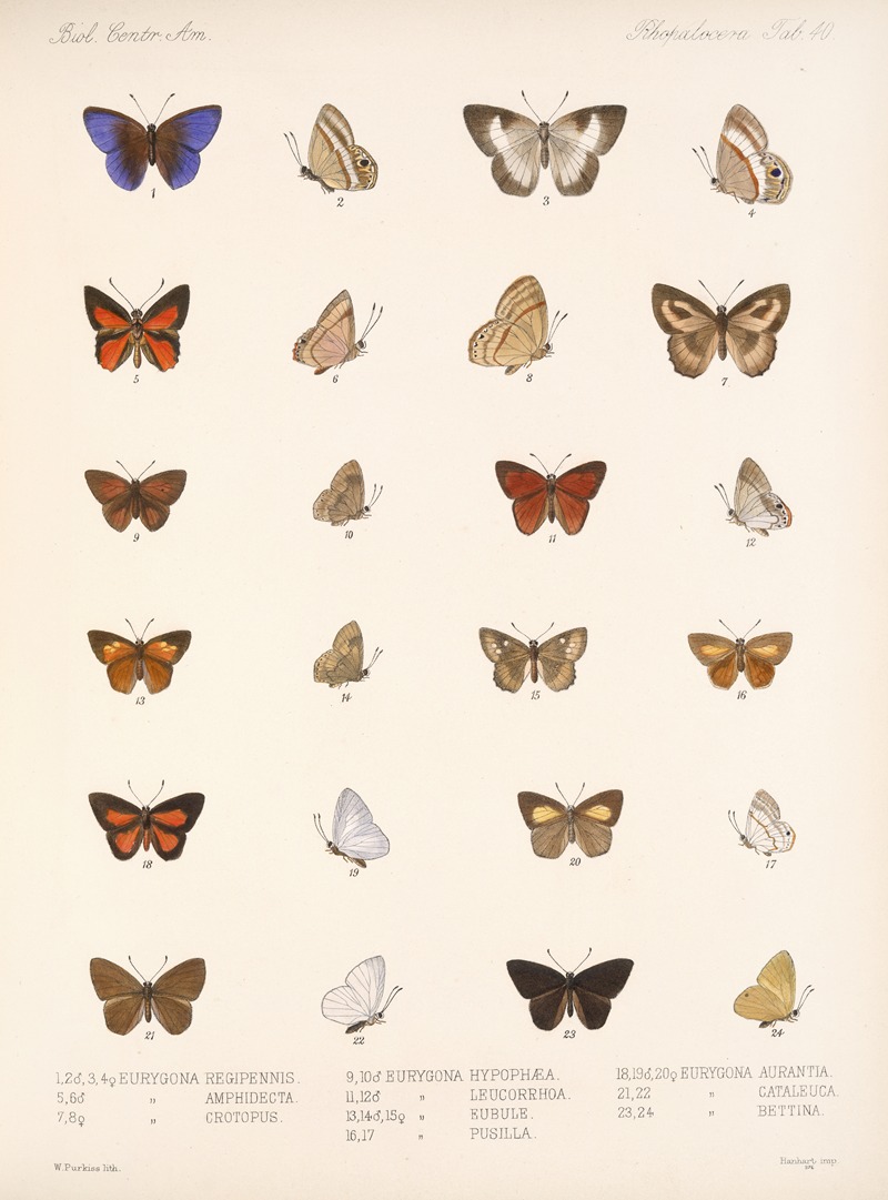 Frederick DuCane Godman - Insecta Lepidoptera-Rhopalocera Pl 041