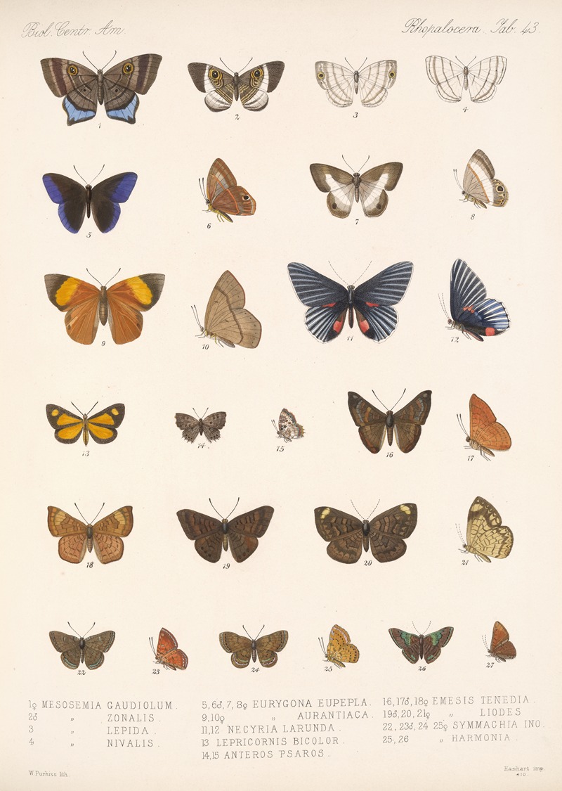 Frederick DuCane Godman - Insecta Lepidoptera-Rhopalocera Pl 044