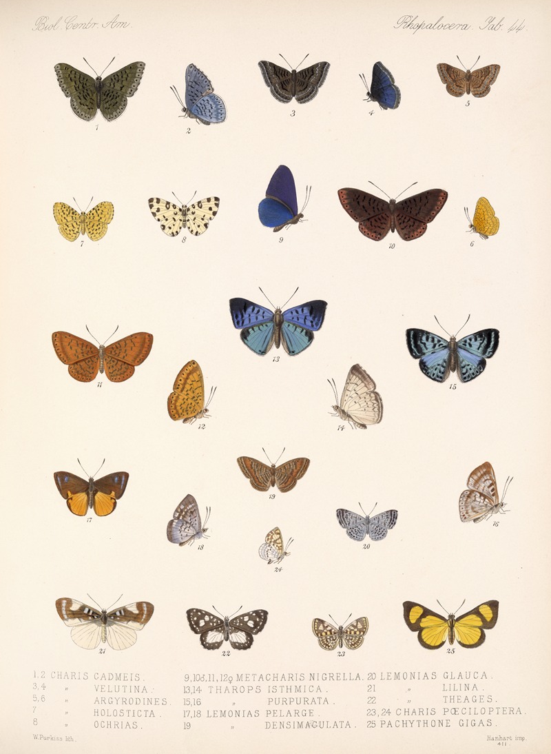 Frederick DuCane Godman - Insecta Lepidoptera-Rhopalocera Pl 045