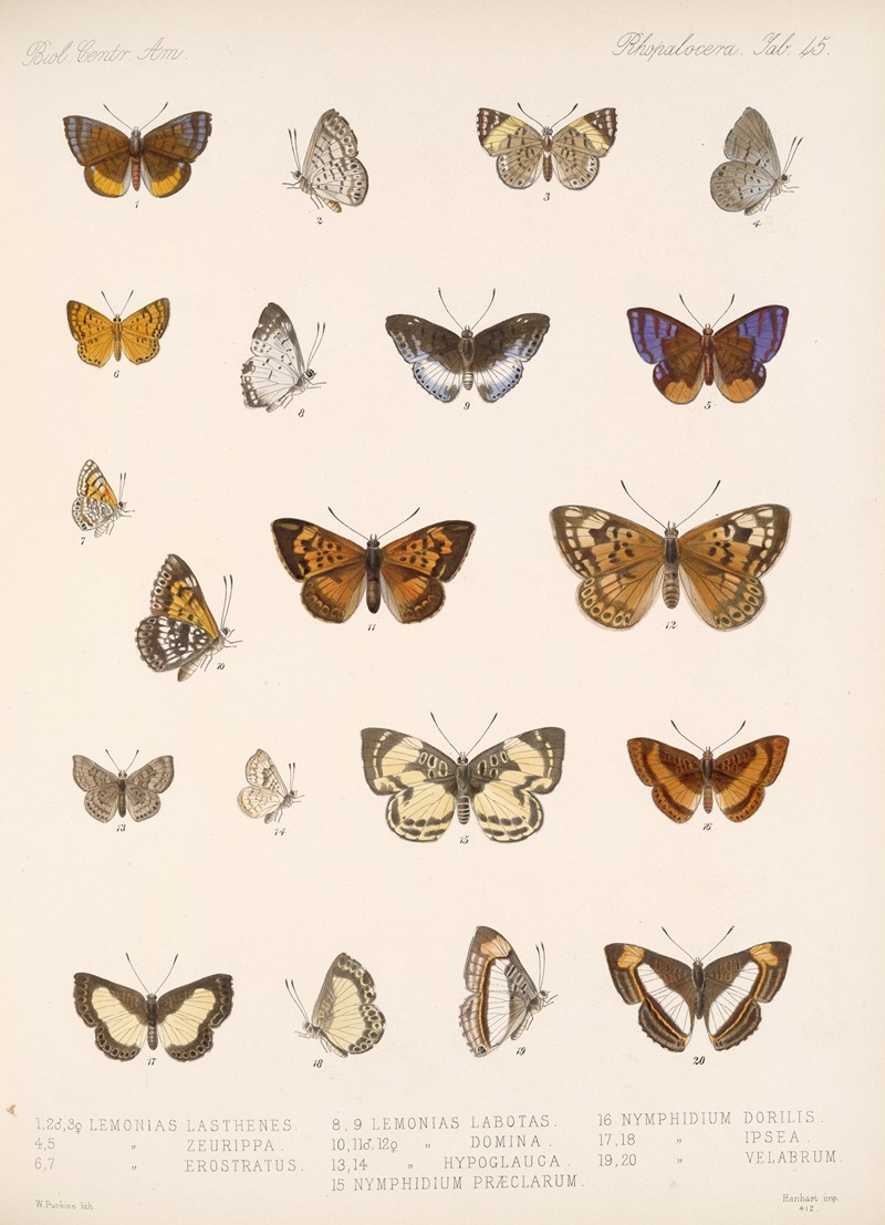 Frederick DuCane Godman - Insecta Lepidoptera-Rhopalocera Pl 046