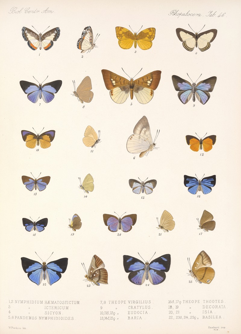 Frederick DuCane Godman - Insecta Lepidoptera-Rhopalocera Pl 047