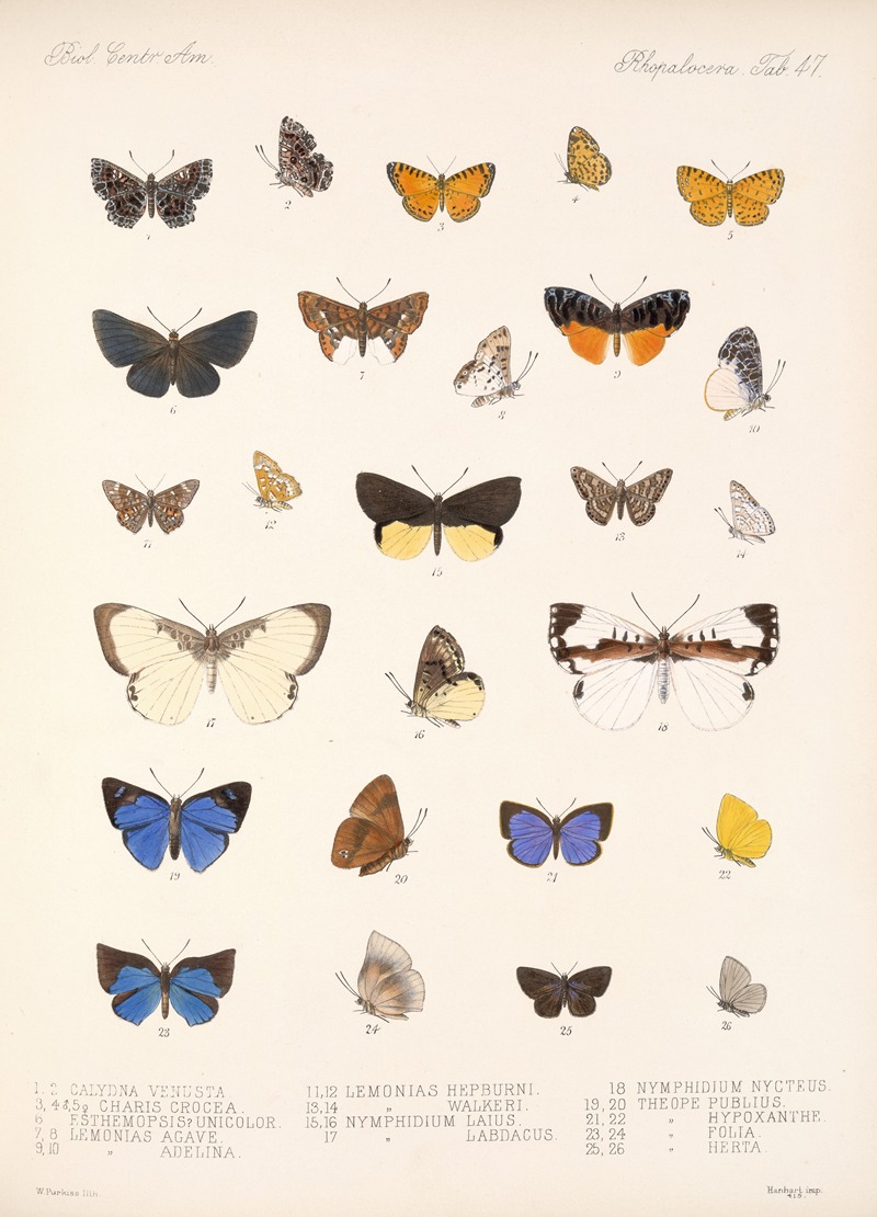 Frederick DuCane Godman - Insecta Lepidoptera-Rhopalocera Pl 048