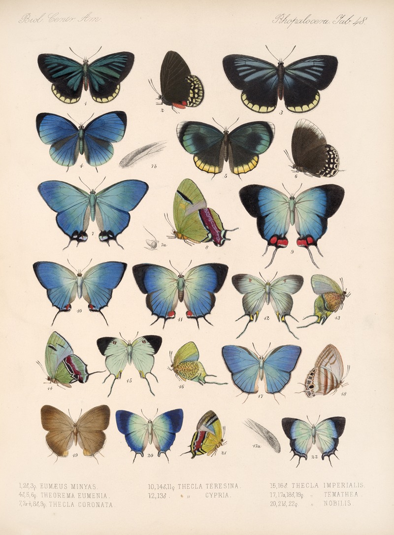 Frederick DuCane Godman - Insecta Lepidoptera-Rhopalocera Pl 049