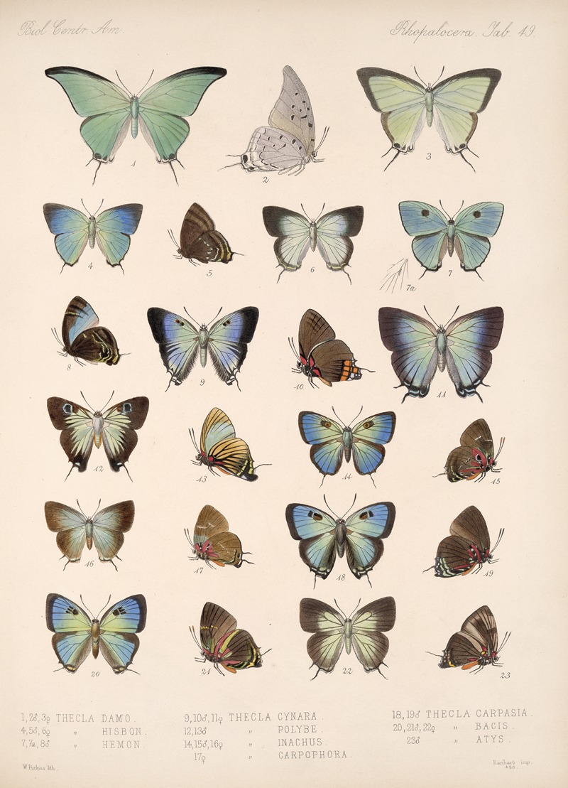 Frederick DuCane Godman - Insecta Lepidoptera-Rhopalocera Pl 050