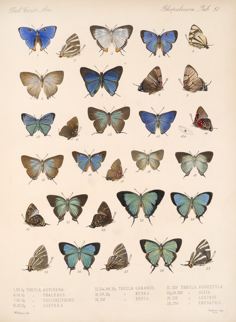 Frederick DuCane Godman - Insecta Lepidoptera-Rhopalocera Pl 051