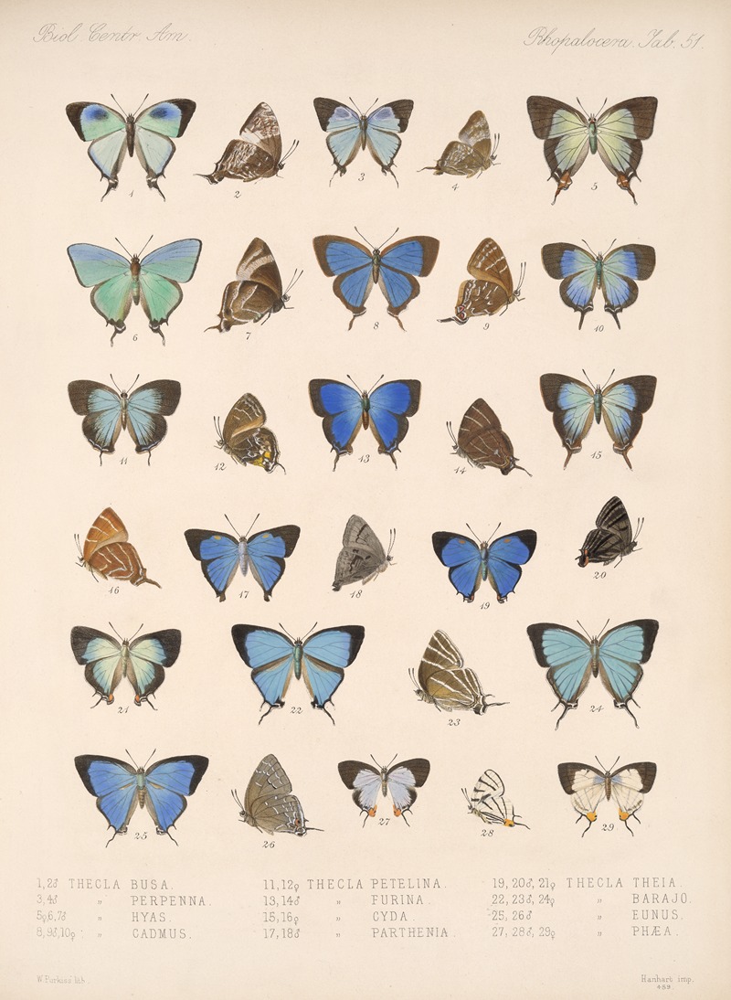 Frederick DuCane Godman - Insecta Lepidoptera-Rhopalocera Pl 052