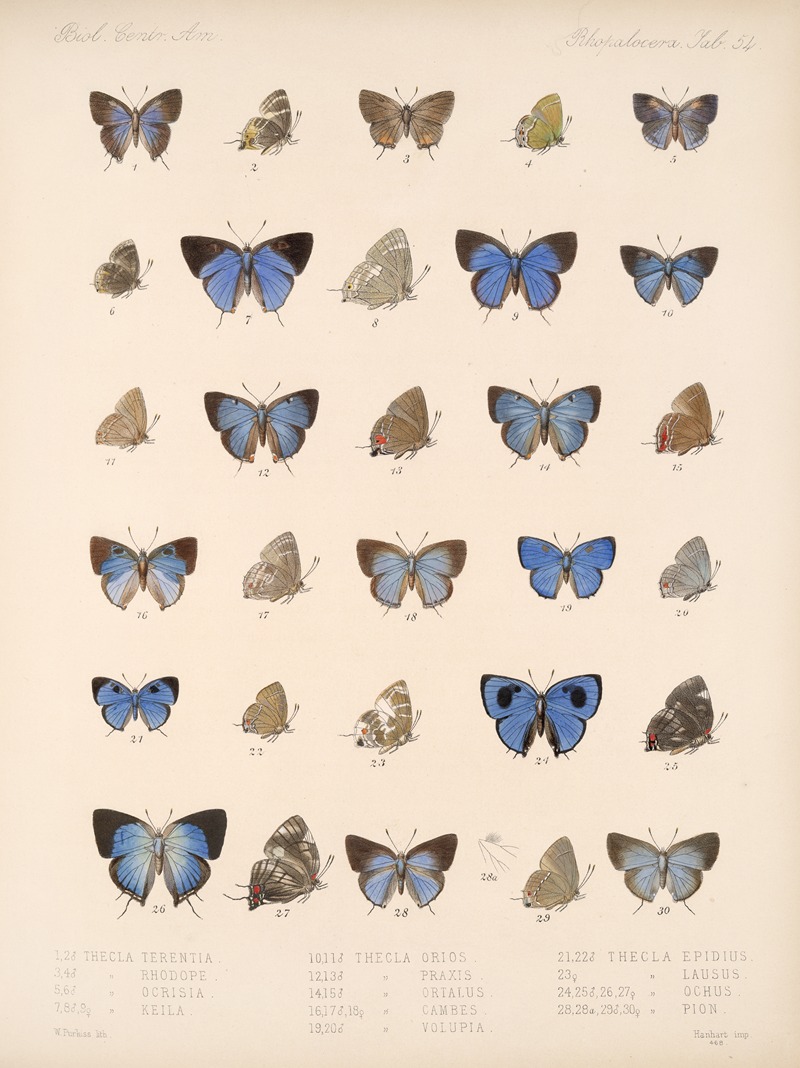 Frederick DuCane Godman - Insecta Lepidoptera-Rhopalocera Pl 055