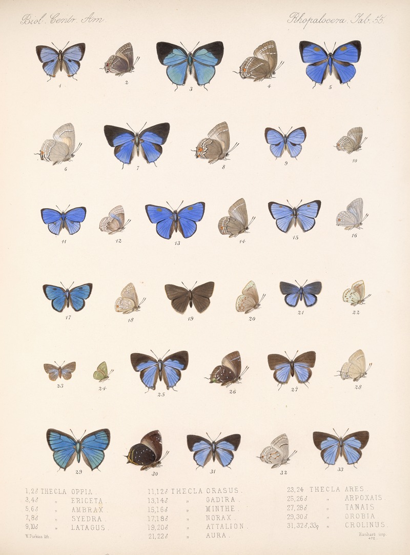 Frederick DuCane Godman - Insecta Lepidoptera-Rhopalocera Pl 056