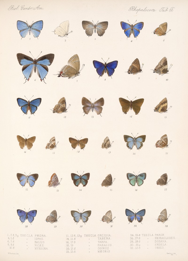 Frederick DuCane Godman - Insecta Lepidoptera-Rhopalocera Pl 057