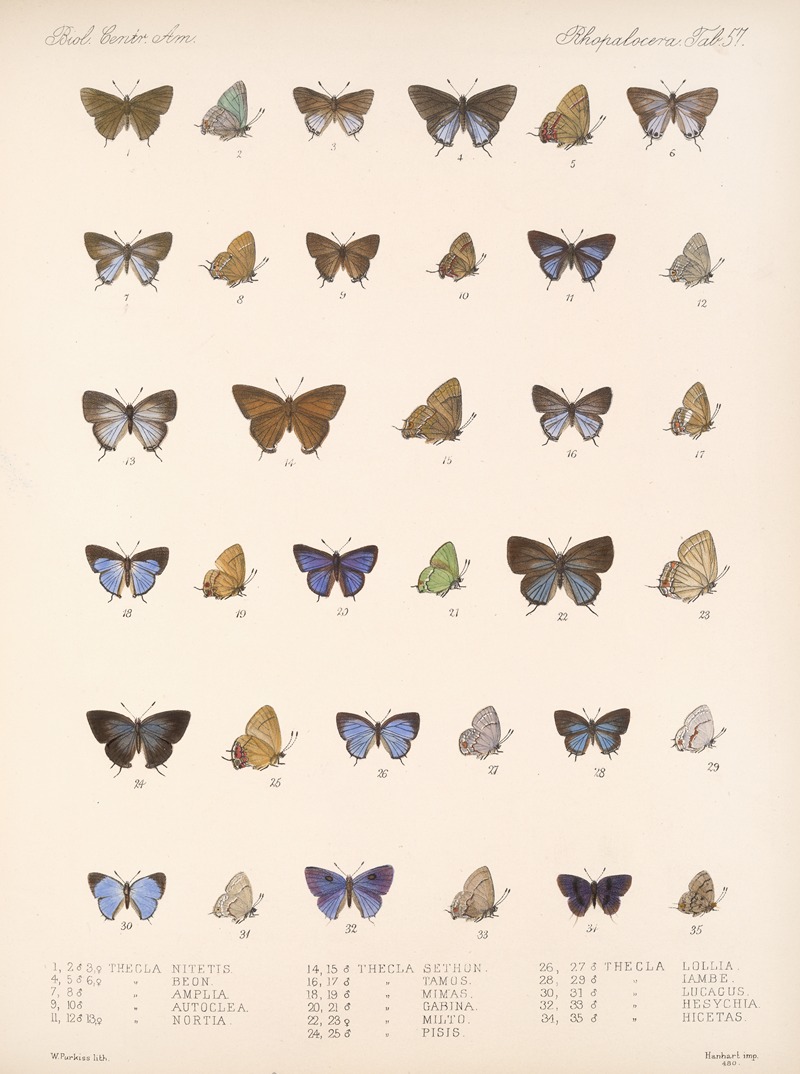 Frederick DuCane Godman - Insecta Lepidoptera-Rhopalocera Pl 058