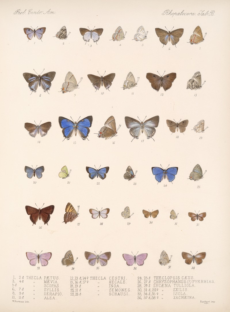 Frederick DuCane Godman - Insecta Lepidoptera-Rhopalocera Pl 059