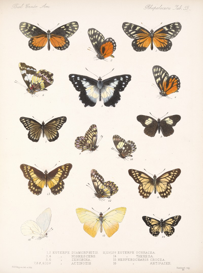 Frederick DuCane Godman - Insecta Lepidoptera-Rhopalocera Pl 060