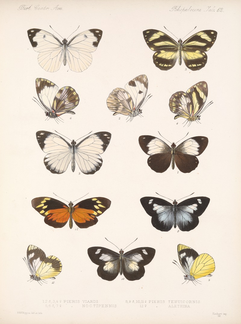 Frederick DuCane Godman - Insecta Lepidoptera-Rhopalocera Pl 063