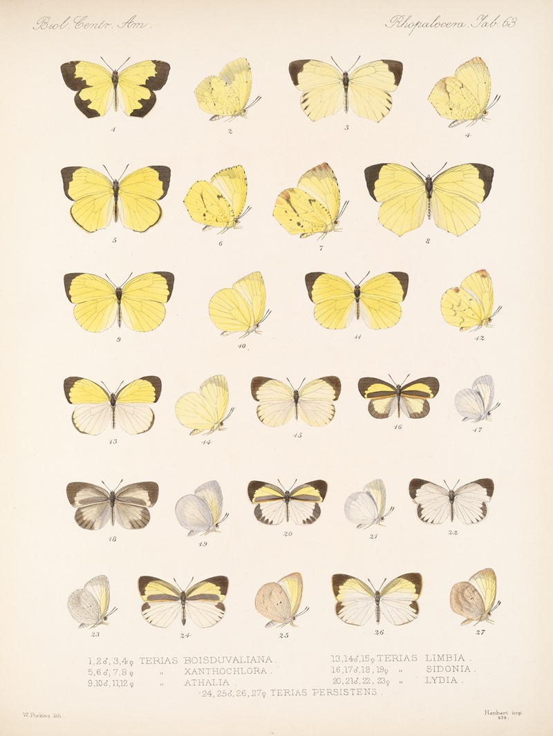 Frederick DuCane Godman - Insecta Lepidoptera-Rhopalocera Pl 064