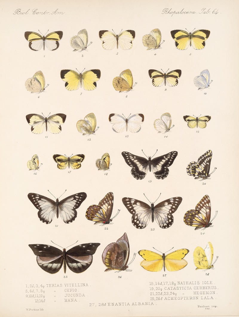 Frederick DuCane Godman - Insecta Lepidoptera-Rhopalocera Pl 065