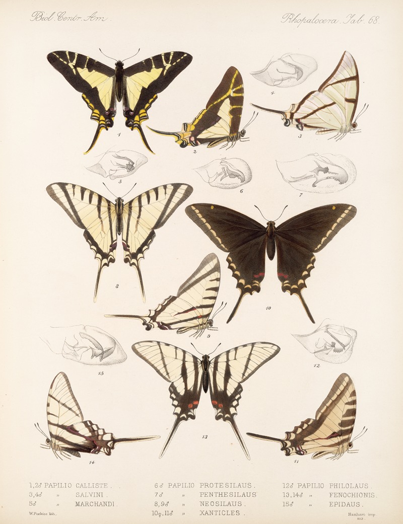Frederick DuCane Godman - Insecta Lepidoptera-Rhopalocera Pl 069