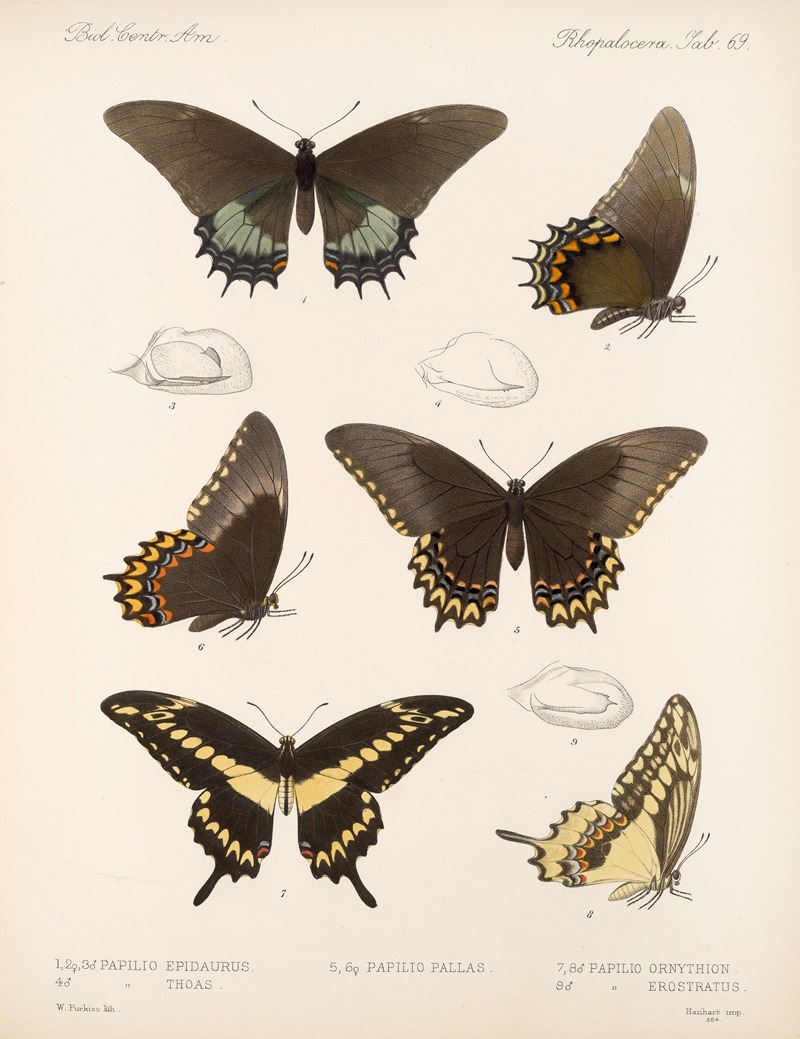 Frederick DuCane Godman - Insecta Lepidoptera-Rhopalocera Pl 070