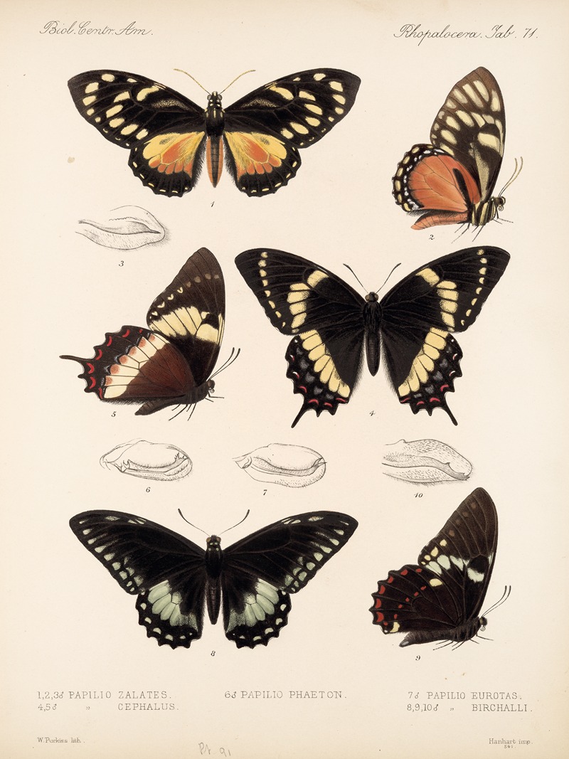Frederick DuCane Godman - Insecta Lepidoptera-Rhopalocera Pl 072