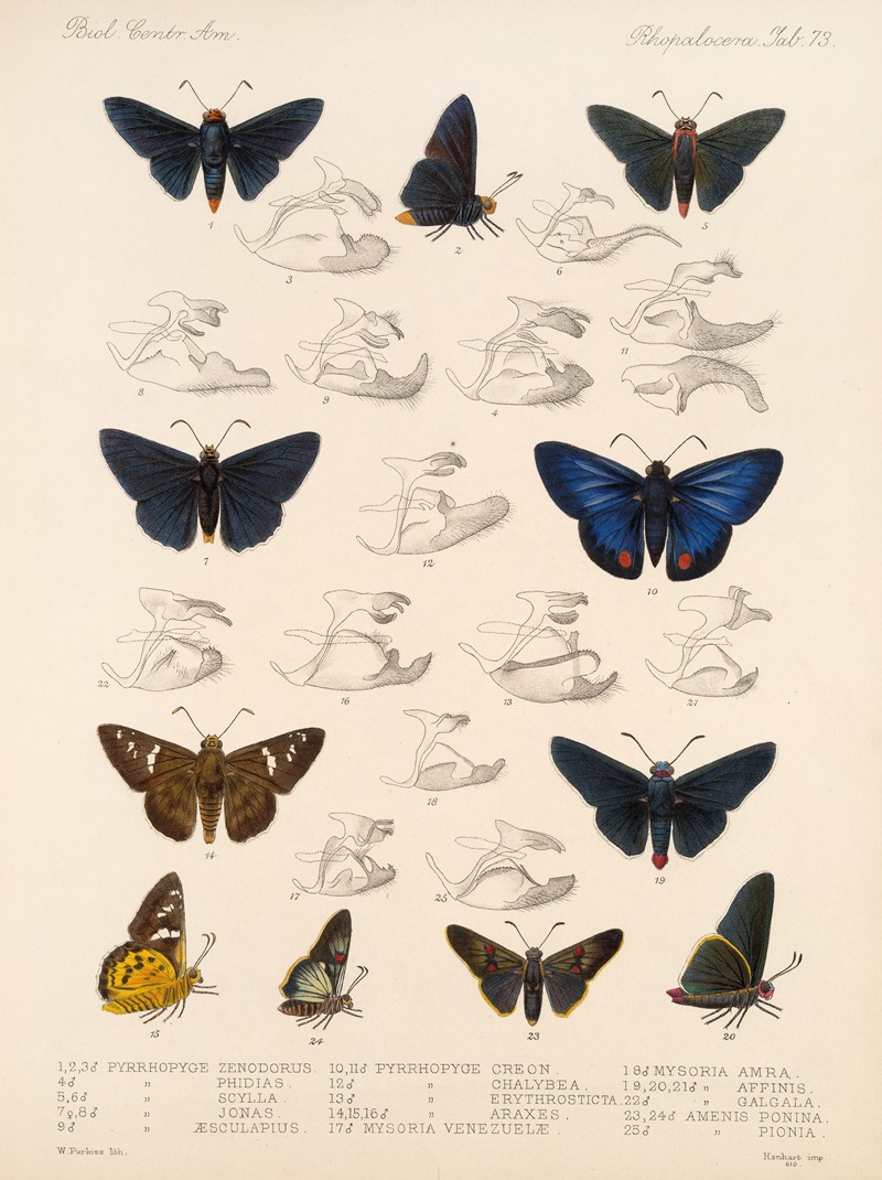 Frederick DuCane Godman - Insecta Lepidoptera-Rhopalocera Pl 074