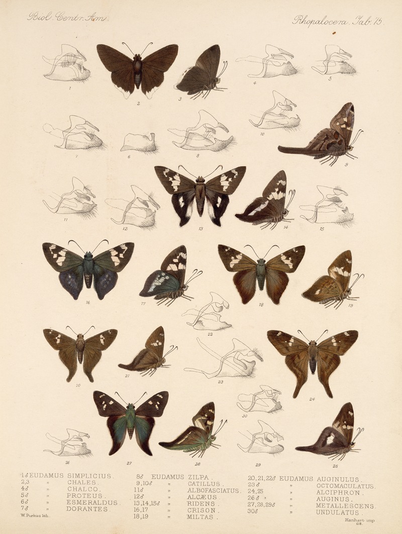 Frederick DuCane Godman - Insecta Lepidoptera-Rhopalocera Pl 076