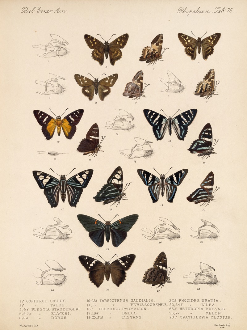 Frederick DuCane Godman - Insecta Lepidoptera-Rhopalocera Pl 077