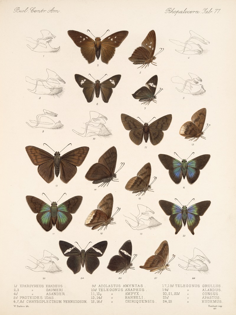 Frederick DuCane Godman - Insecta Lepidoptera-Rhopalocera Pl 078