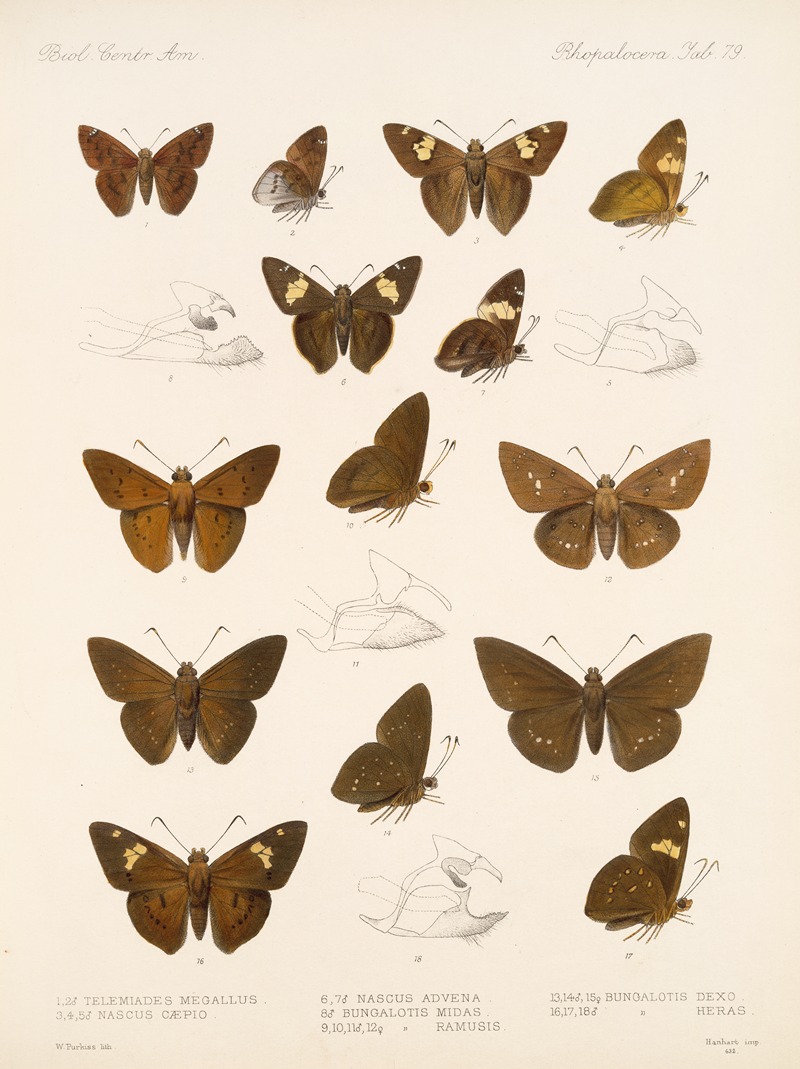 Frederick DuCane Godman - Insecta Lepidoptera-Rhopalocera Pl 080