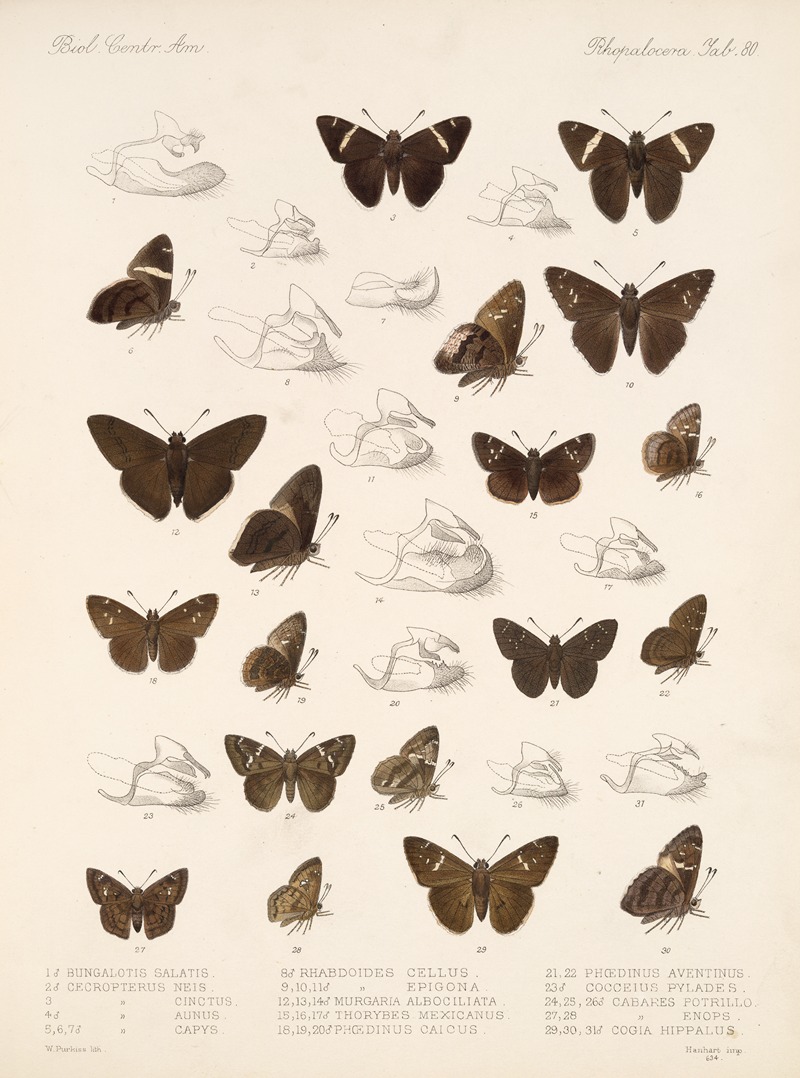 Frederick DuCane Godman - Insecta Lepidoptera-Rhopalocera Pl 081
