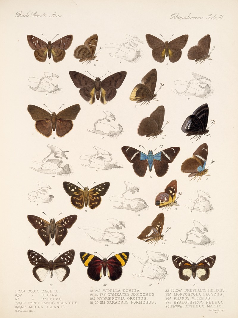 Frederick DuCane Godman - Insecta Lepidoptera-Rhopalocera Pl 082