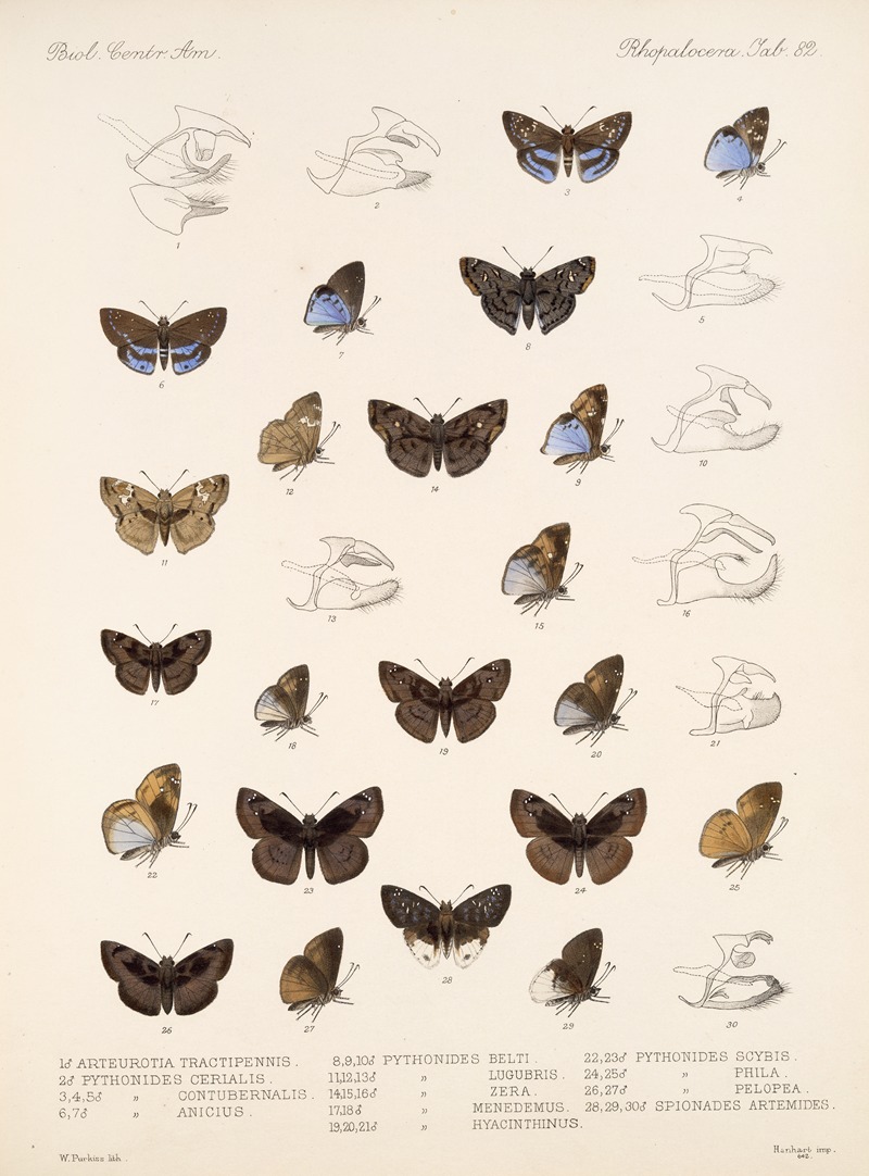 Frederick DuCane Godman - Insecta Lepidoptera-Rhopalocera Pl 083