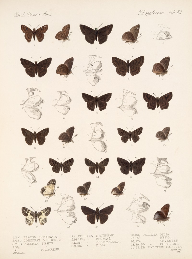 Frederick DuCane Godman - Insecta Lepidoptera-Rhopalocera Pl 084
