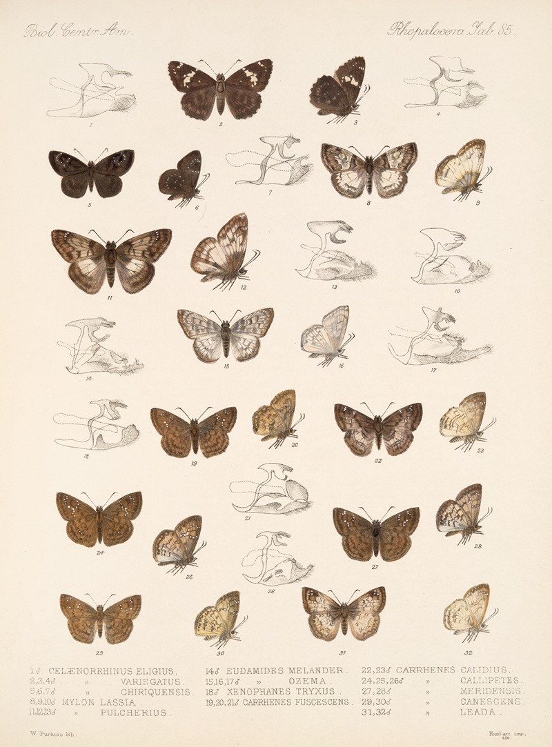 Frederick DuCane Godman - Insecta Lepidoptera-Rhopalocera Pl 086