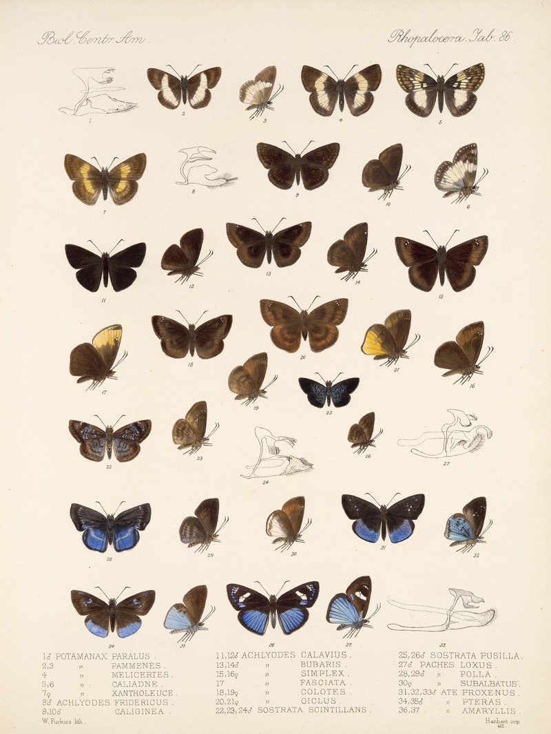 Frederick DuCane Godman - Insecta Lepidoptera-Rhopalocera Pl 087