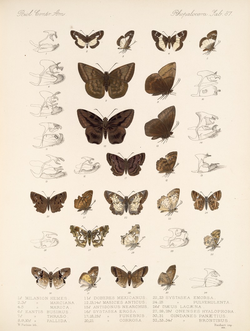 Frederick DuCane Godman - Insecta Lepidoptera-Rhopalocera Pl 088