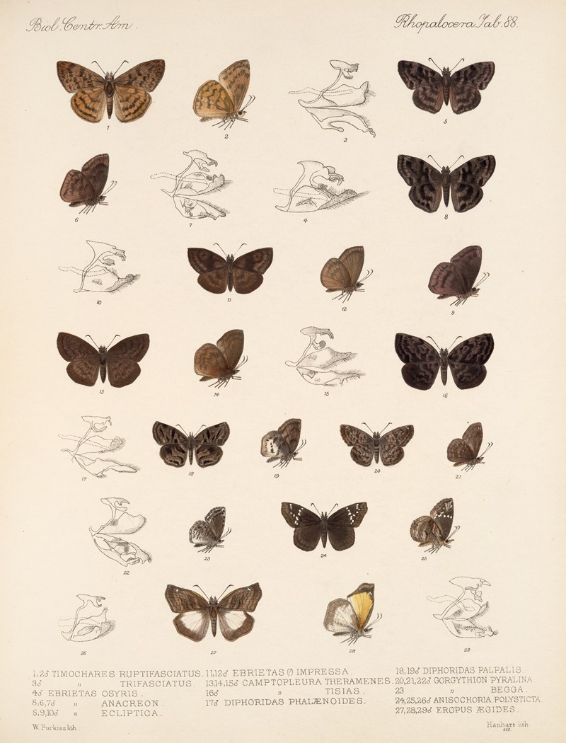 Frederick DuCane Godman - Insecta Lepidoptera-Rhopalocera Pl 089
