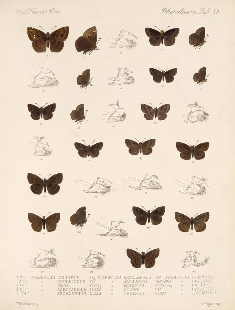 Frederick DuCane Godman - Insecta Lepidoptera-Rhopalocera Pl 090