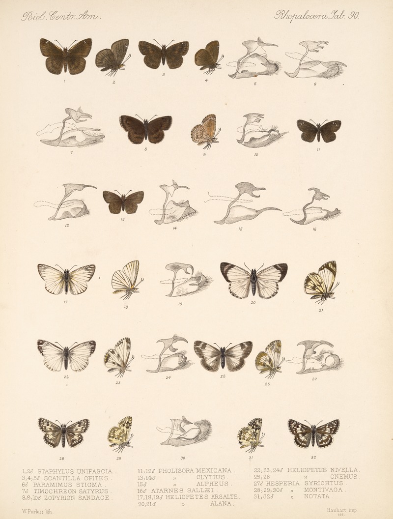 Frederick DuCane Godman - Insecta Lepidoptera-Rhopalocera Pl 091