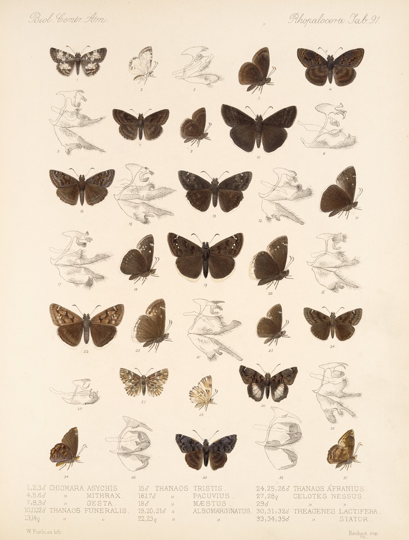 Frederick DuCane Godman - Insecta Lepidoptera-Rhopalocera Pl 092