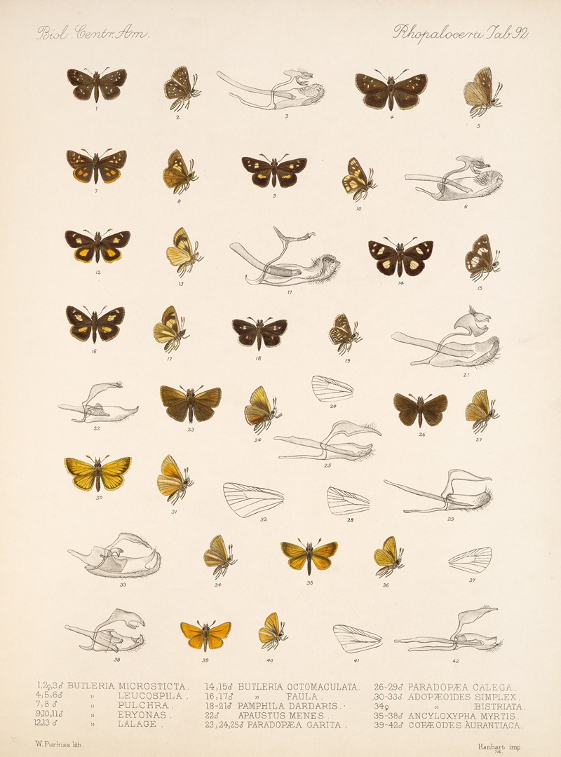 Frederick DuCane Godman - Insecta Lepidoptera-Rhopalocera Pl 093