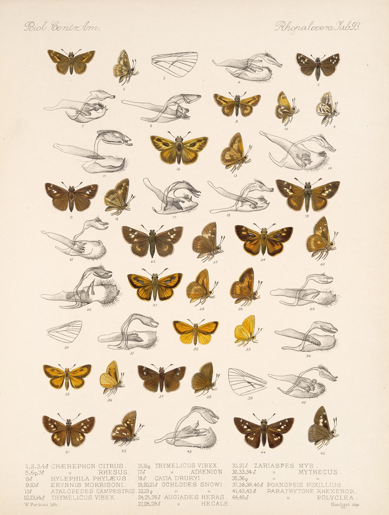 Frederick DuCane Godman - Insecta Lepidoptera-Rhopalocera Pl 094