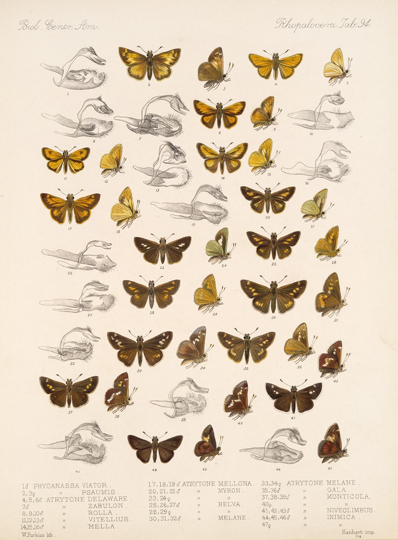 Frederick DuCane Godman - Insecta Lepidoptera-Rhopalocera Pl 095