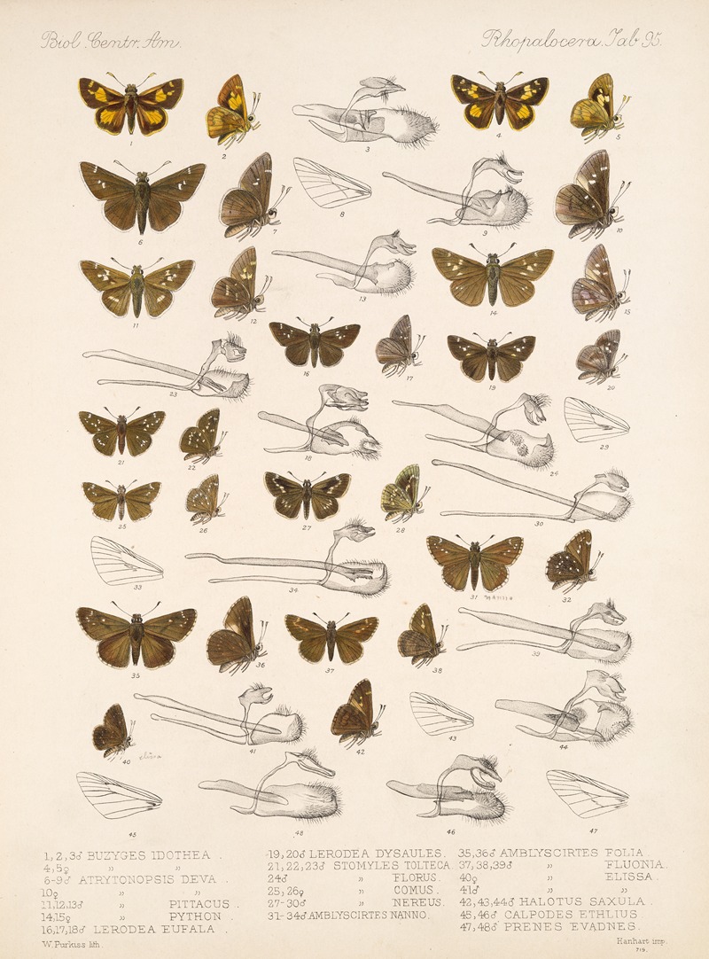 Frederick DuCane Godman - Insecta Lepidoptera-Rhopalocera Pl 096