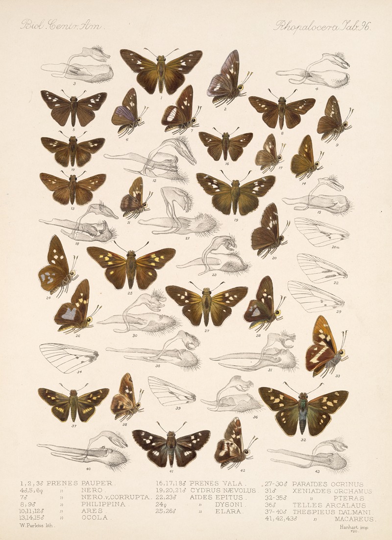 Frederick DuCane Godman - Insecta Lepidoptera-Rhopalocera Pl 097