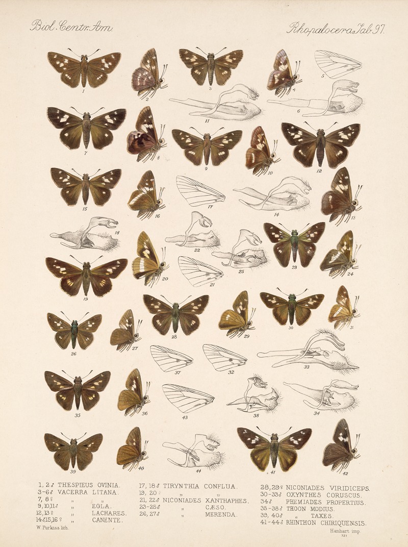 Frederick DuCane Godman - Insecta Lepidoptera-Rhopalocera Pl 098