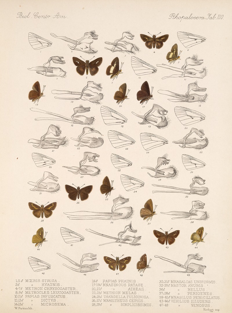 Frederick DuCane Godman - Insecta Lepidoptera-Rhopalocera Pl 101