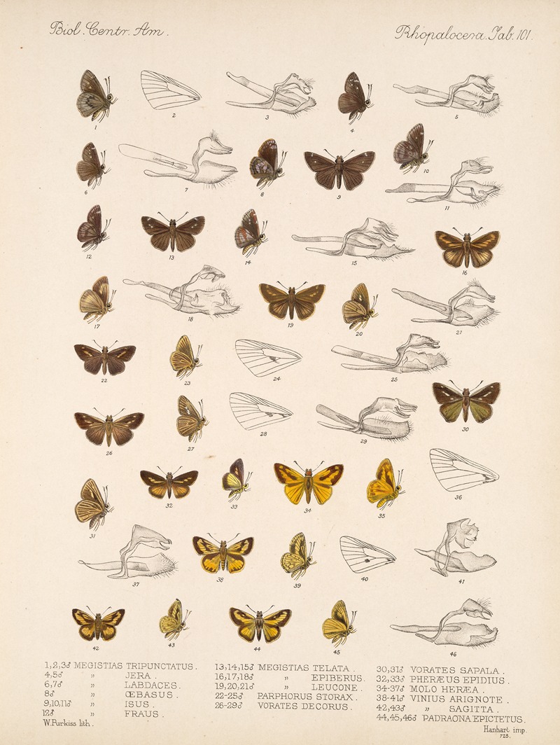 Frederick DuCane Godman - Insecta Lepidoptera-Rhopalocera Pl 102