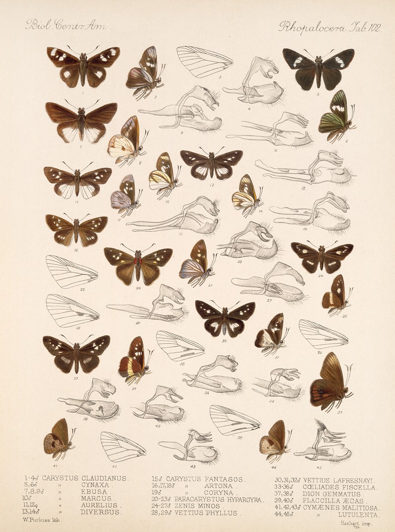 Frederick DuCane Godman - Insecta Lepidoptera-Rhopalocera Pl 103
