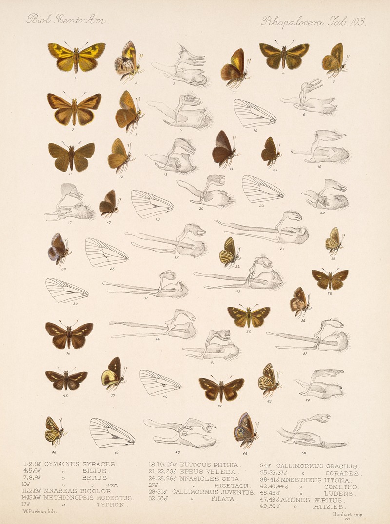 Frederick DuCane Godman - Insecta Lepidoptera-Rhopalocera Pl 104