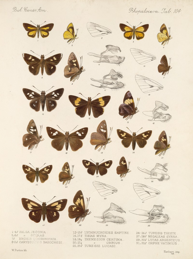 Frederick DuCane Godman - Insecta Lepidoptera-Rhopalocera Pl 105